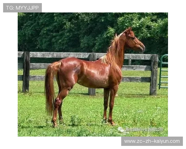 美国马术协会推出马术运动员健康管理系统，关注运动员身心健康。